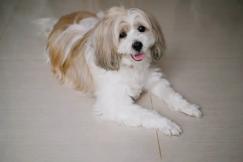 Dog sitting on a kitchen floor
