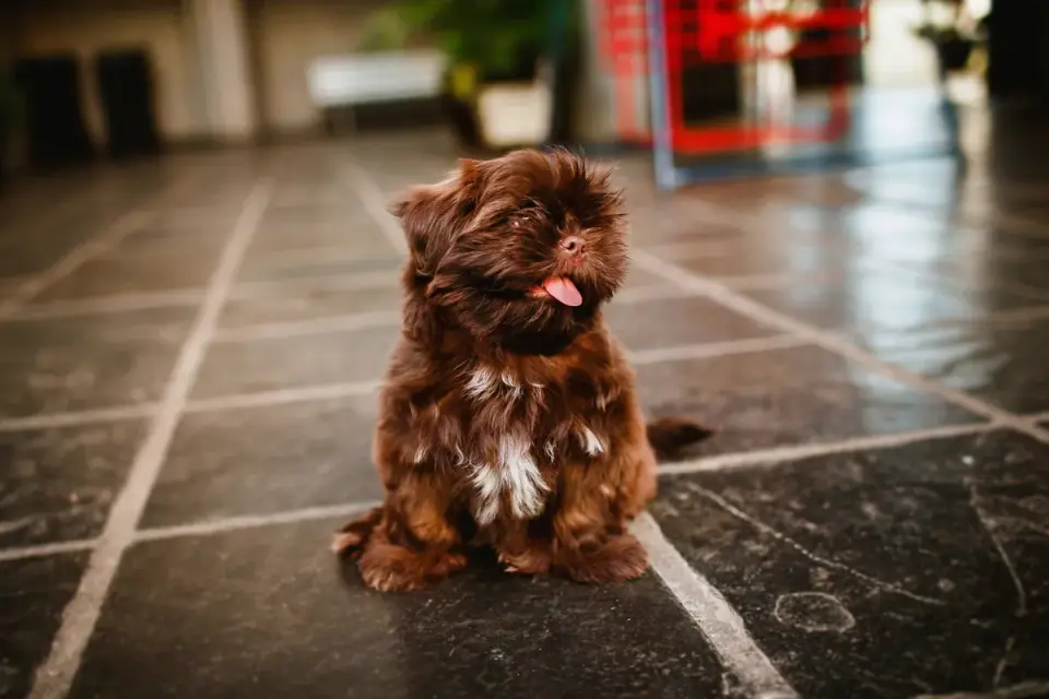 Dog sitting on a kitchen floor