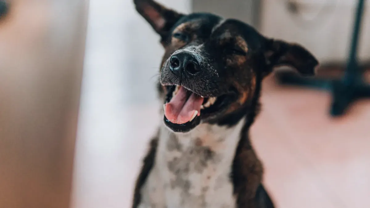 Dog sitting on a kitchen floor