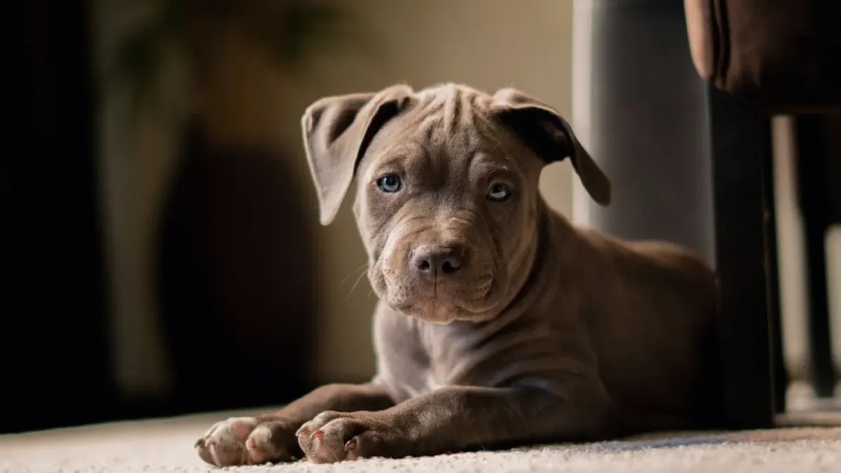 Dog sitting on a kitchen floor