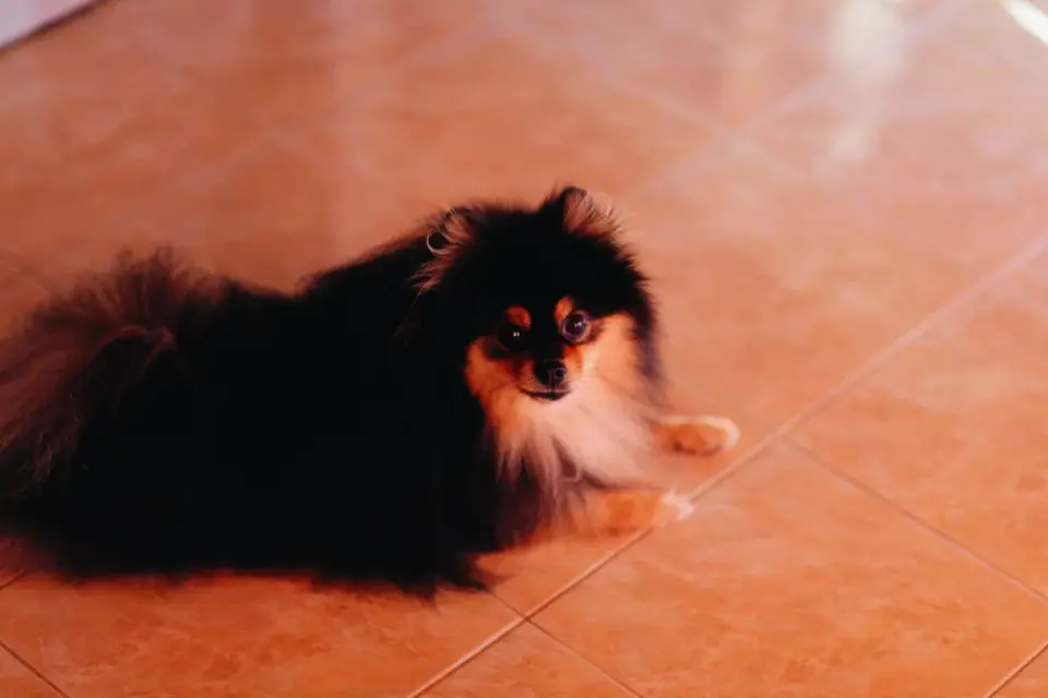 Dog sitting on a kitchen floor