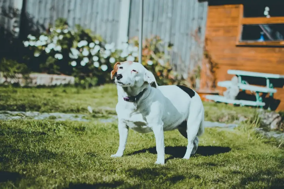 Dog standing indoors