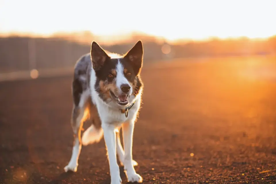 Dog standing indoors