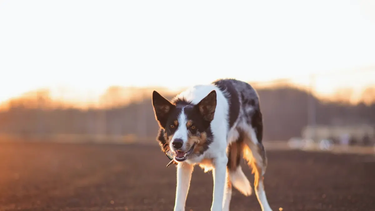Dog standing indoors