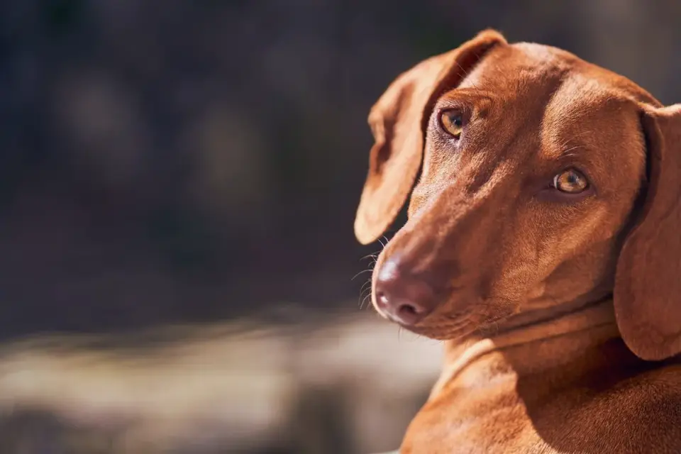 Dog standing indoors