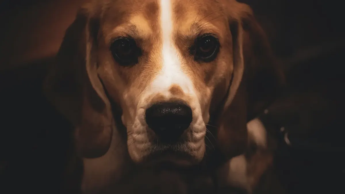 Dog standing indoors