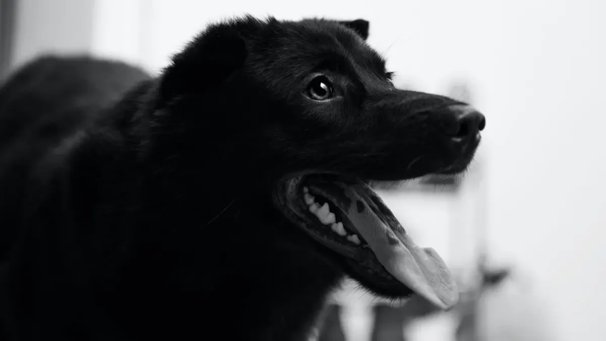 Dog standing indoors