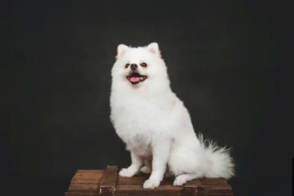 Dog standing indoors