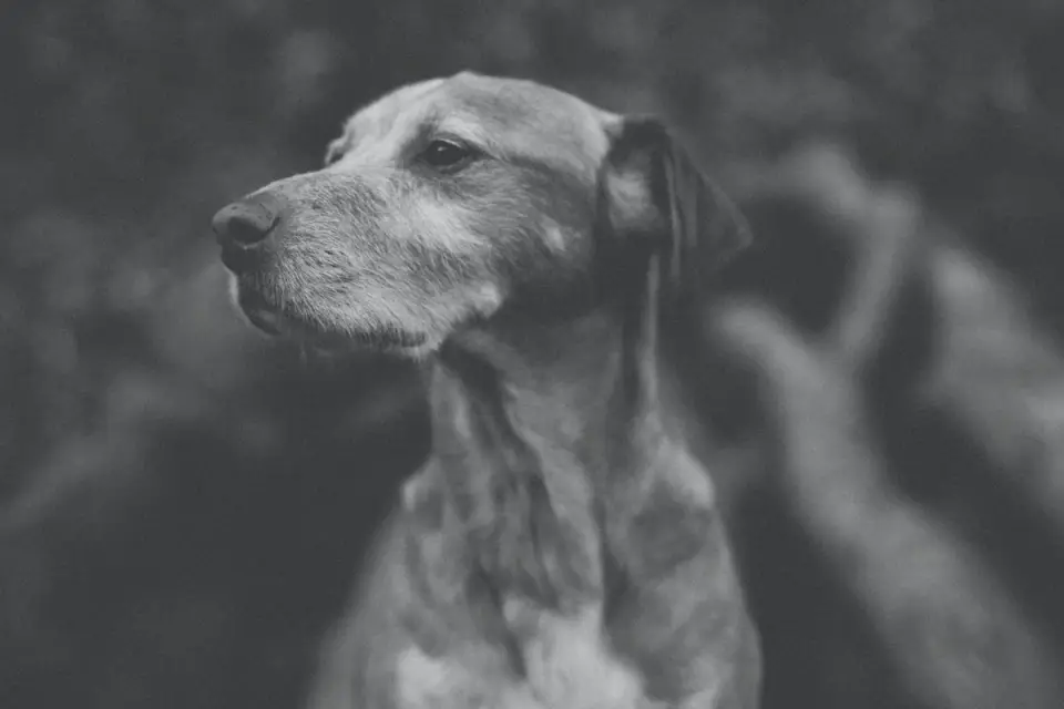 Dog standing indoors