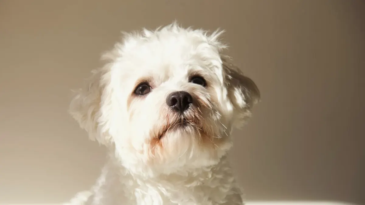 Dog standing indoors