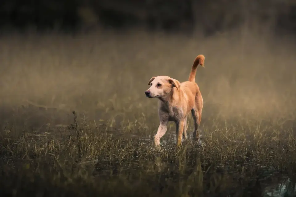Dog standing indoors