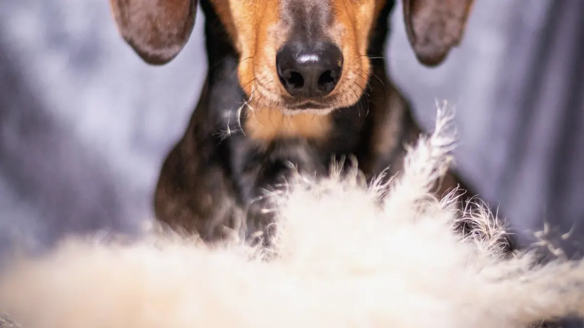 Dog standing indoors