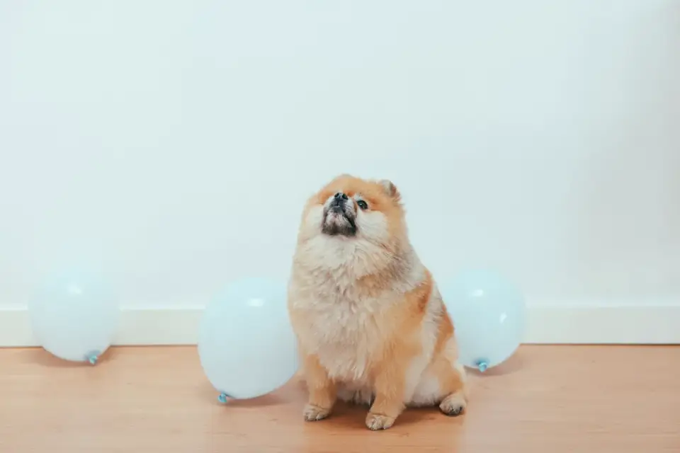 Dog standing up