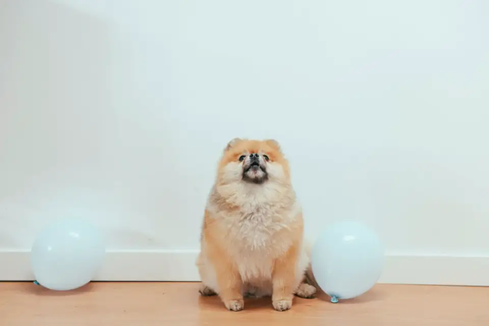 Dog standing up