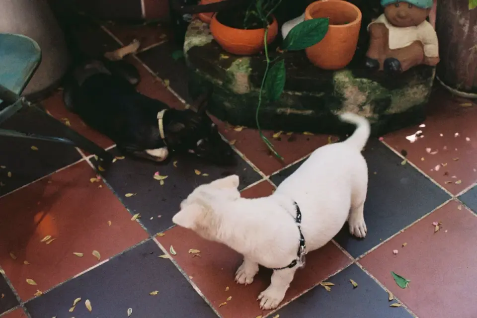 Dog stretching indoors