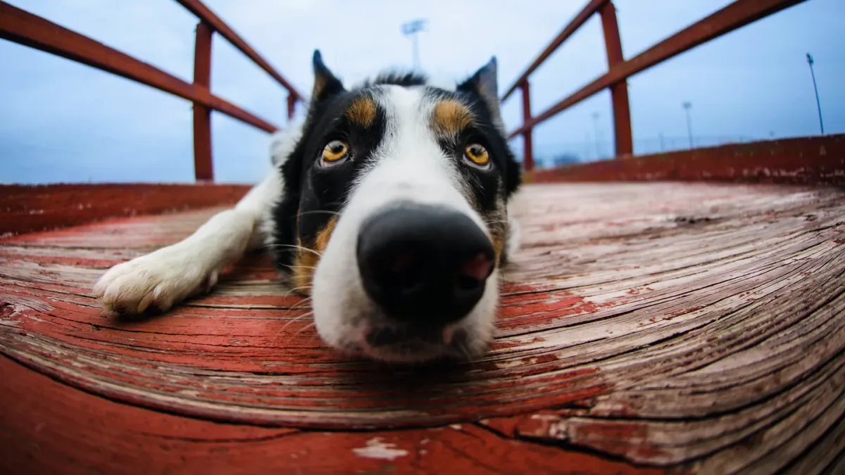 Dog stretching indoors