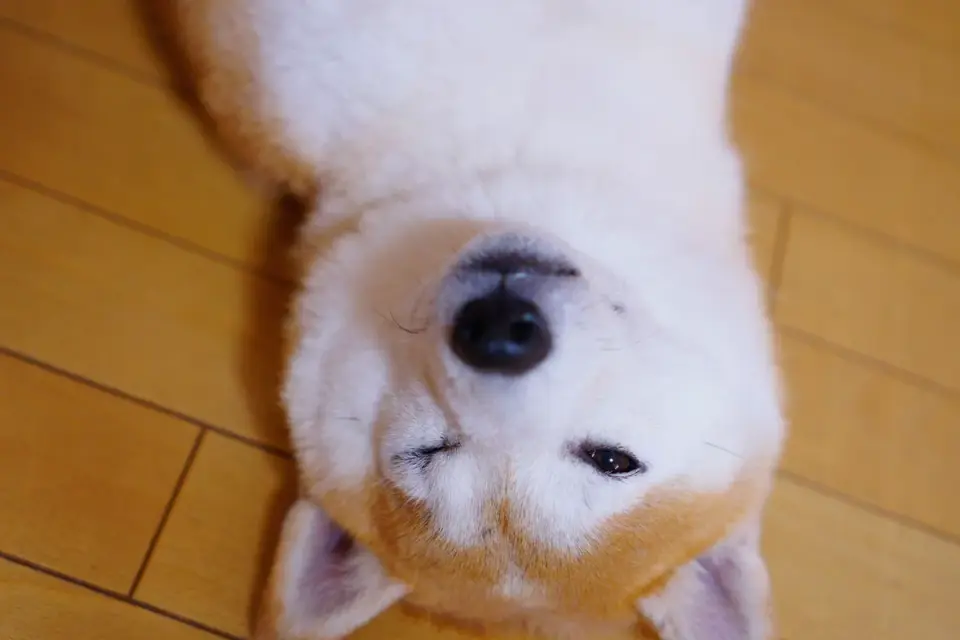 Dog stretching indoors