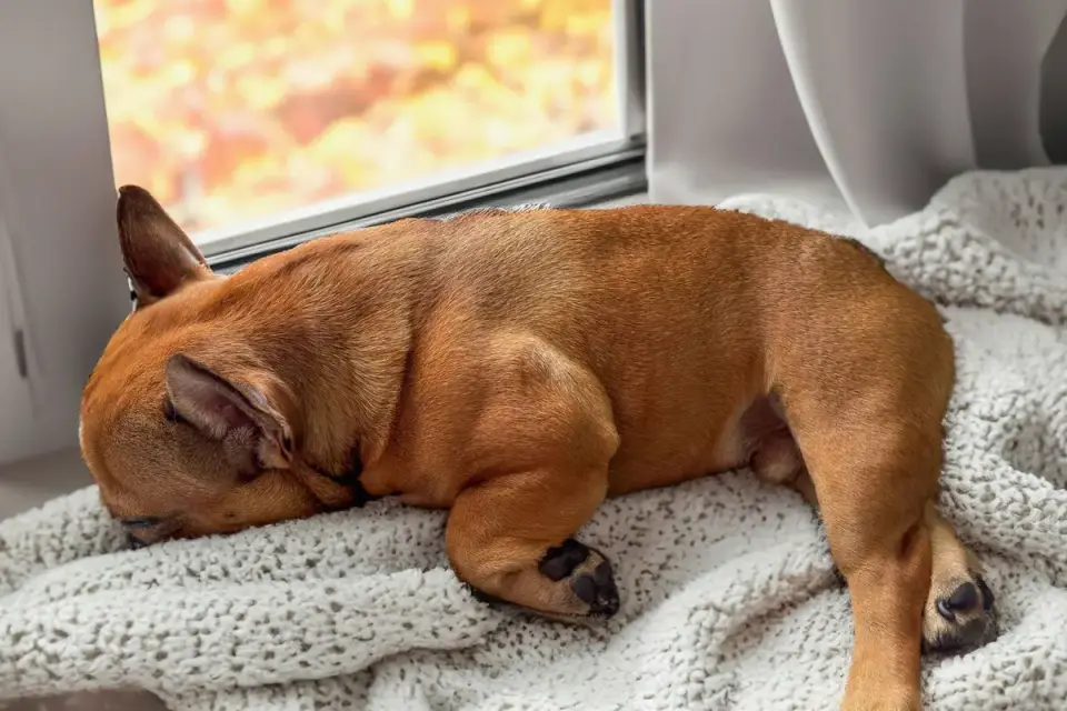 Dog stretching its front legs after standing up