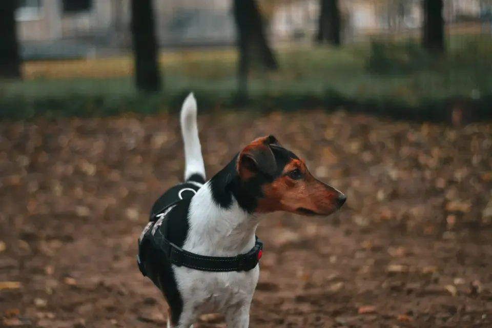 Dog stretching outdoors