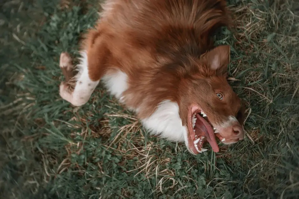 Dog stretching outdoors