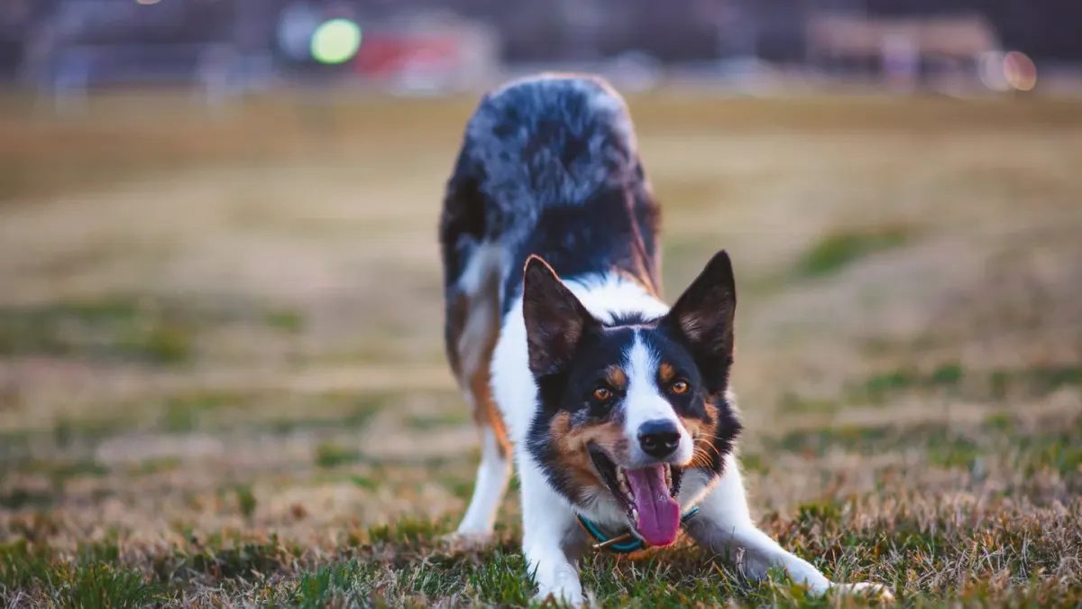Dog stretching outdoors