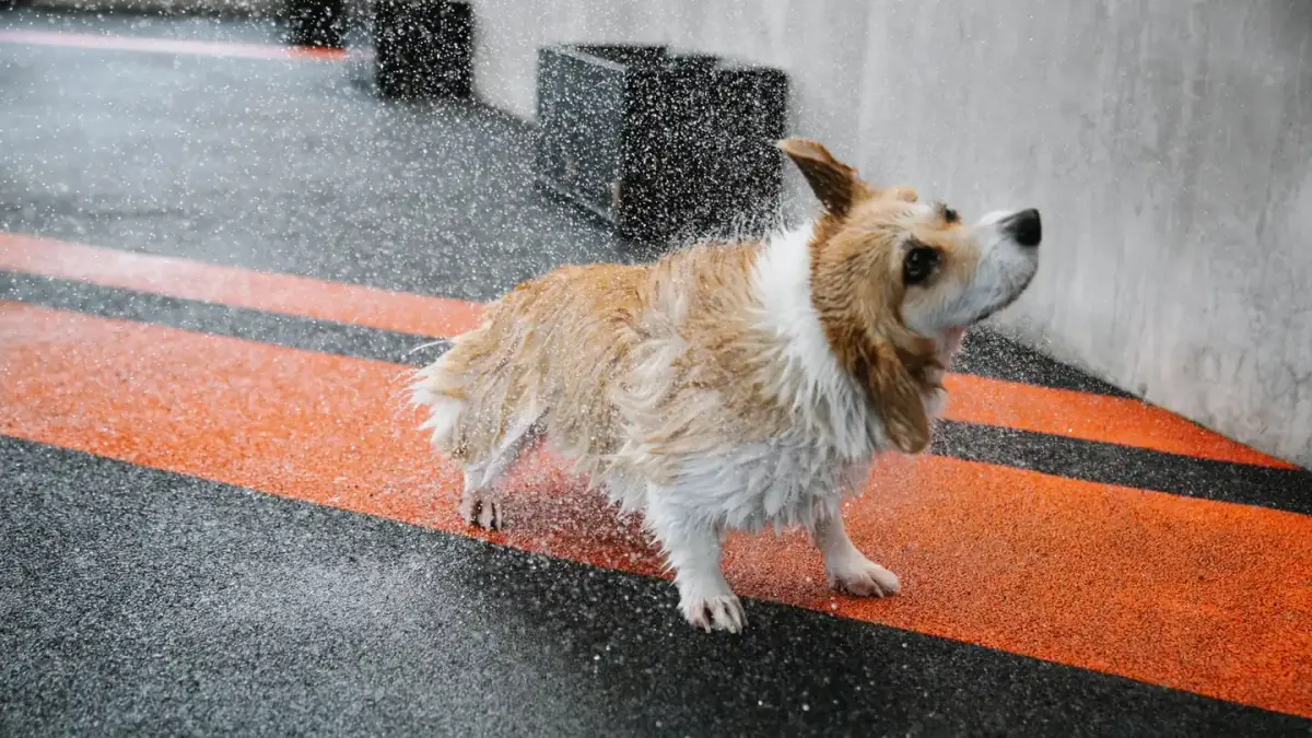 Dog swimming indoors