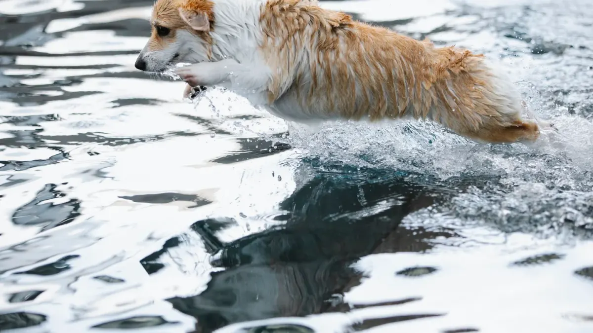 Dog swimming indoors