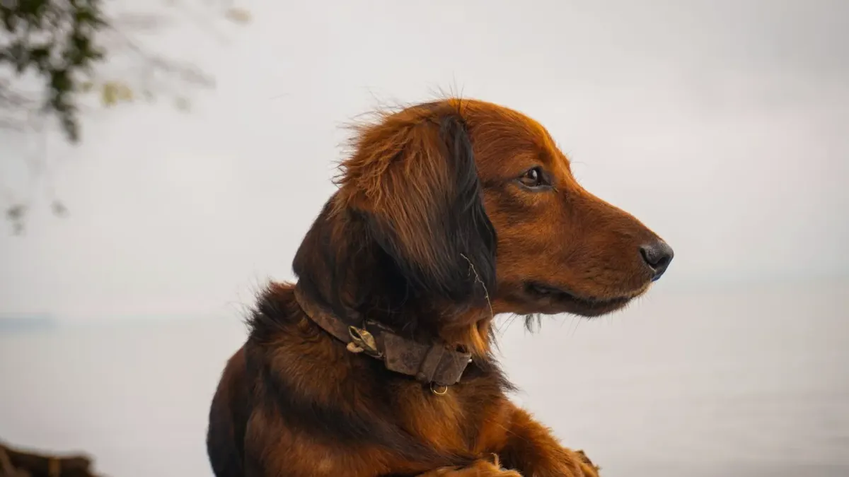 Dog swimming indoors