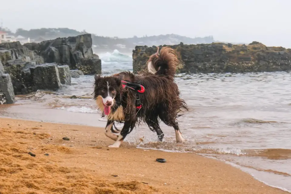 Dog swimming indoors