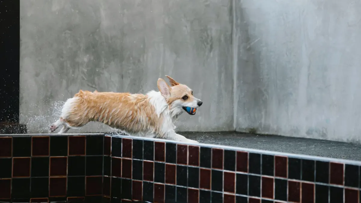 Dog swimming indoors