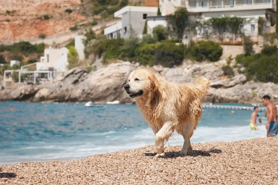 Dog swimming indoors
