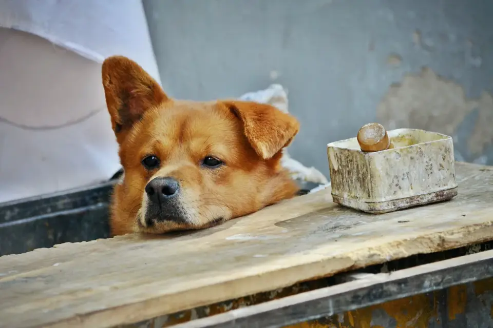 Dog waiting beside a bowl