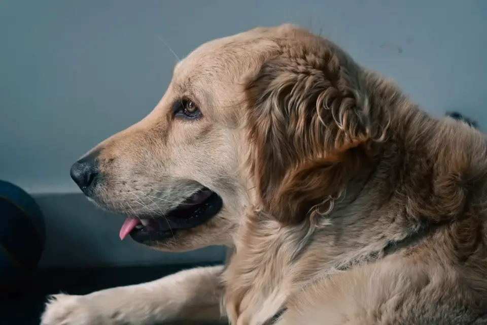 Dog waiting beside a bowl
