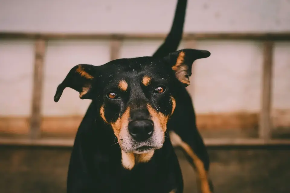 Dog waiting beside a bowl
