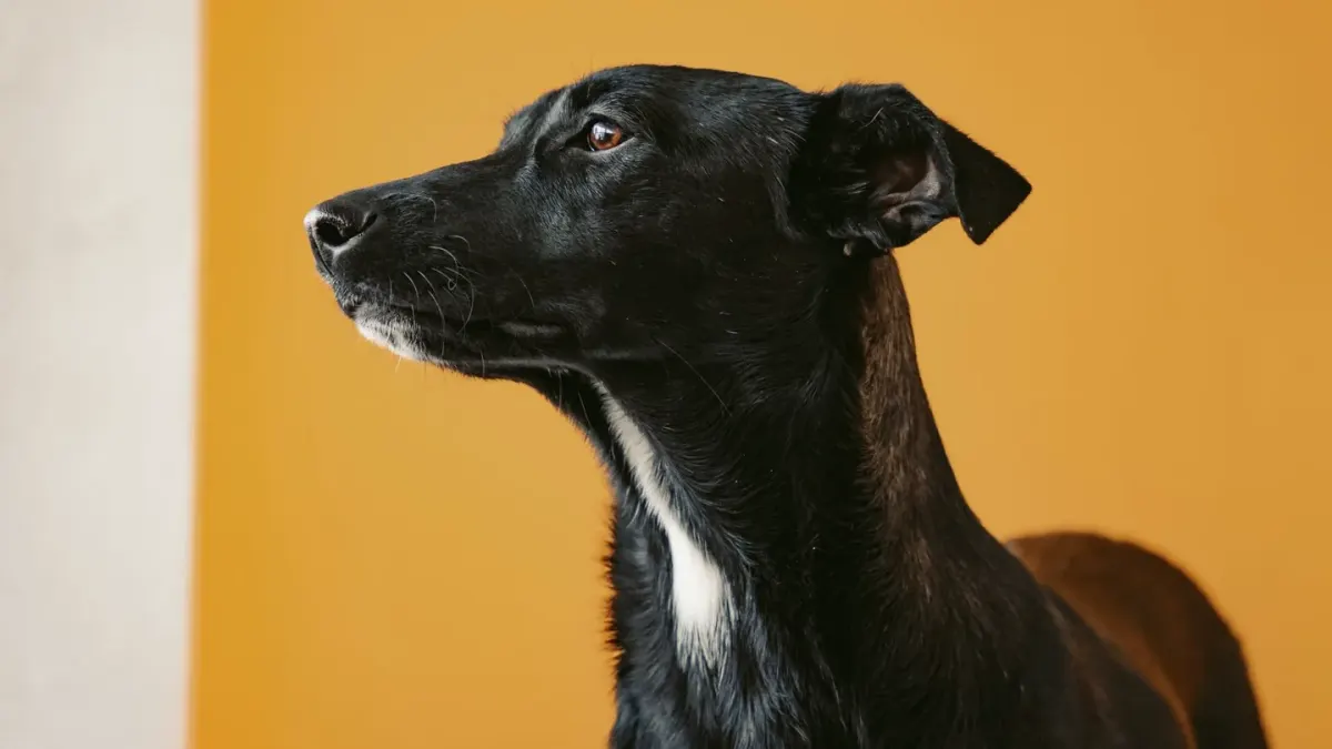 Dog waiting beside a bowl