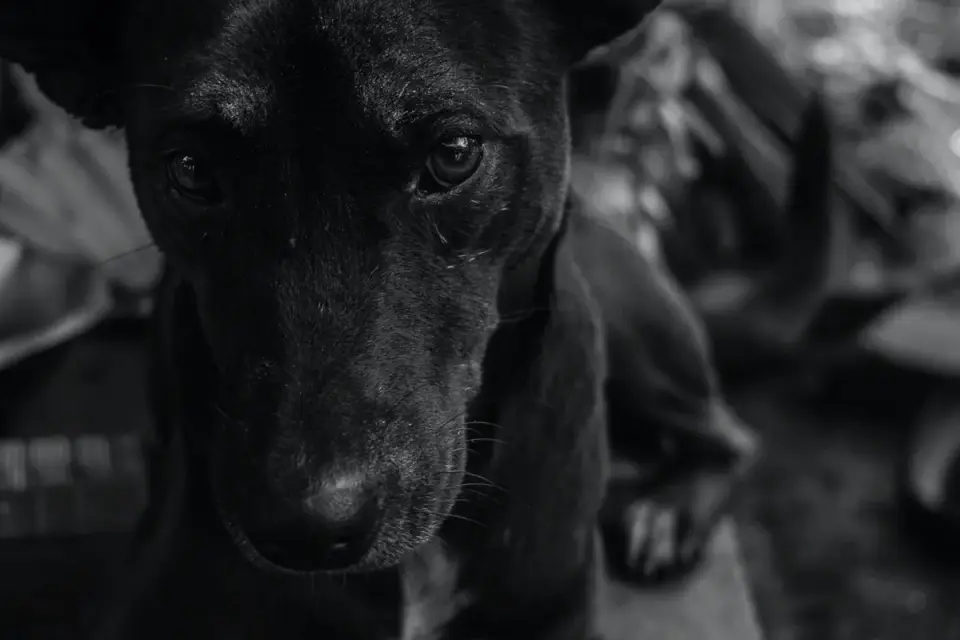 Dog waiting beside a bowl