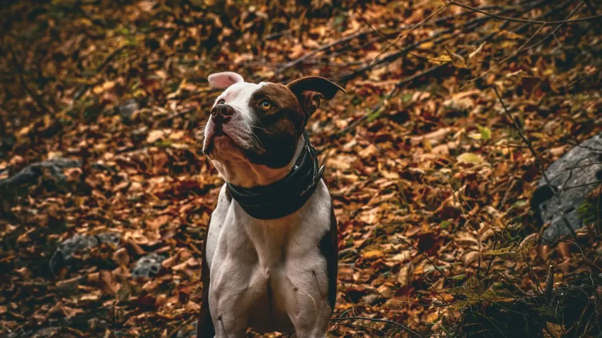 Dog waiting beside a bowl