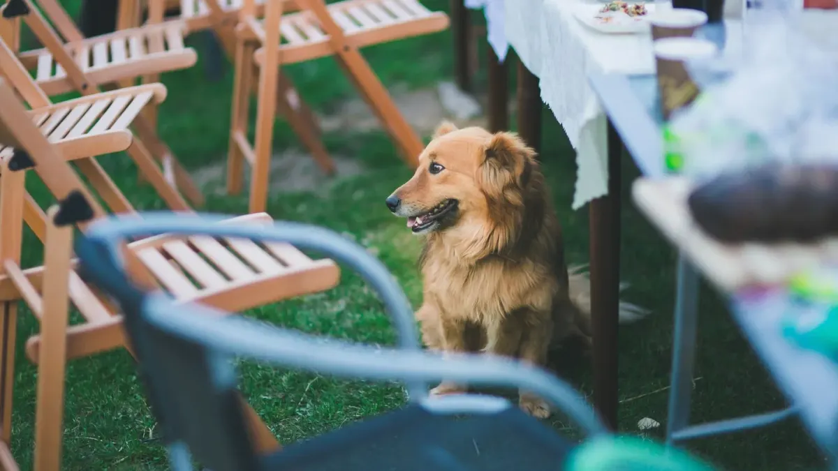 Dog waiting beside a bowl