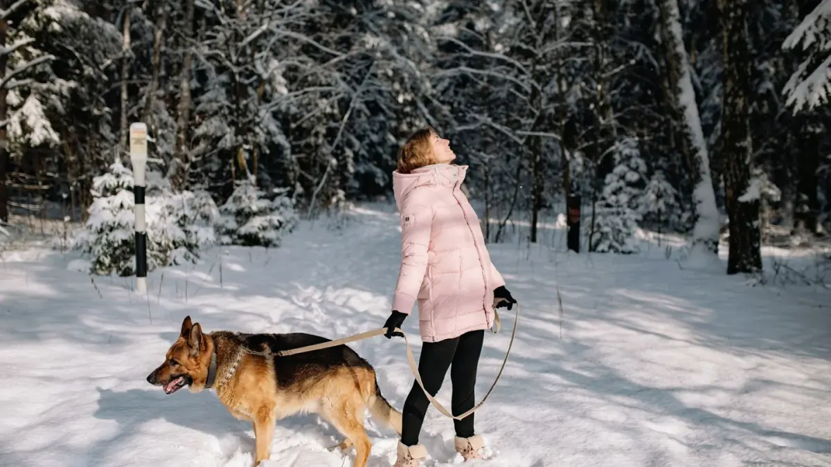 Dog walking with an owner