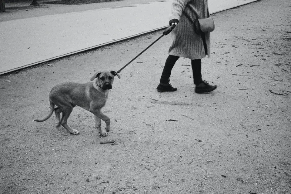 Dog walking with an owner