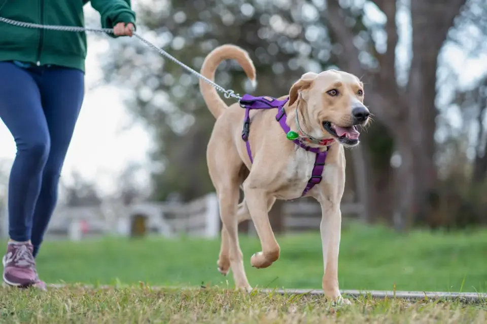 Dog walking with an owner