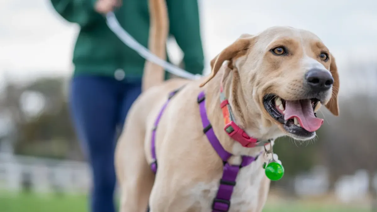 Dog walking with an owner