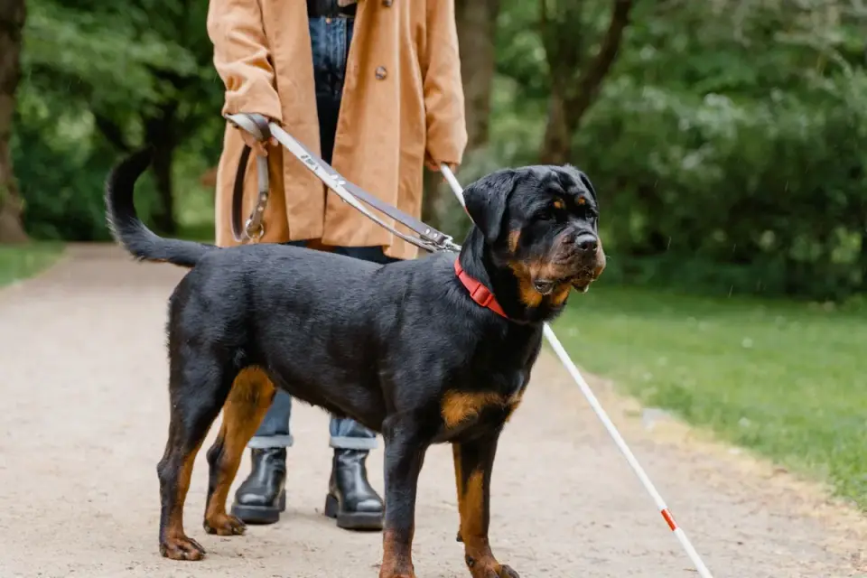 Dog walking with an owner