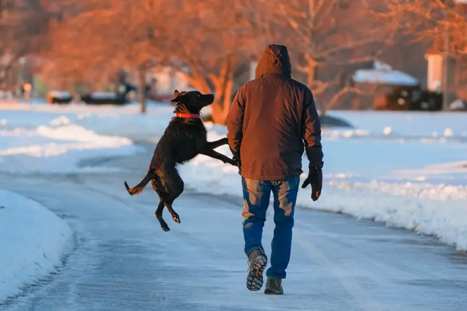 Dog walking with an owner