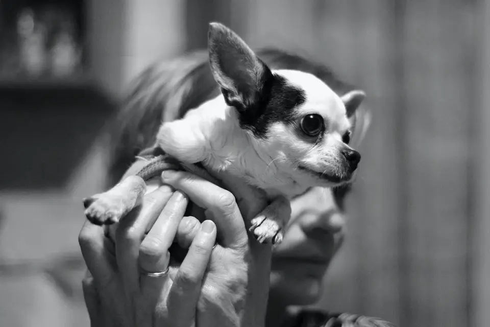Dog walking with an owner