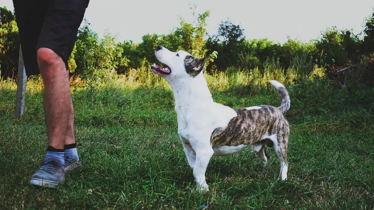 Dog walking with an owner
