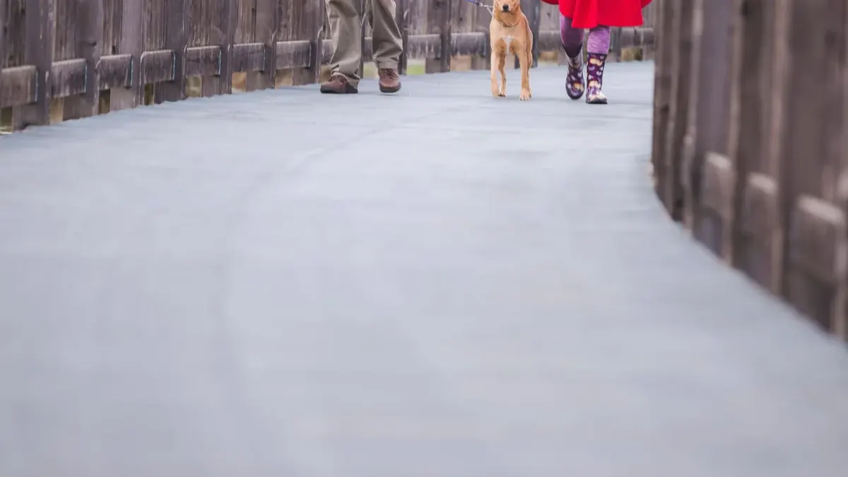 Dog walking with an owner