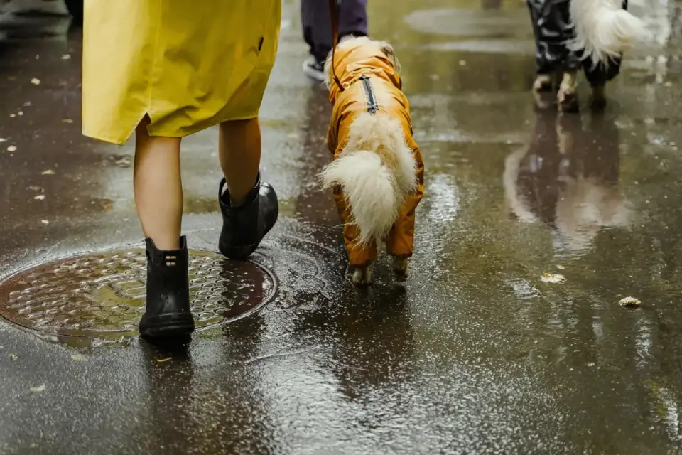Dog walking with an owner