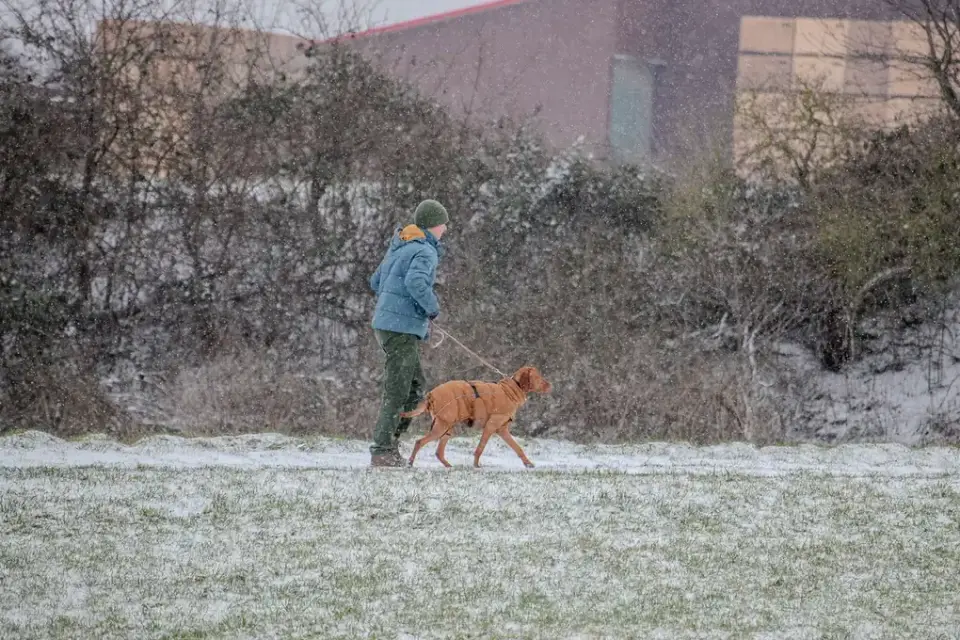 Dog walking with an owner