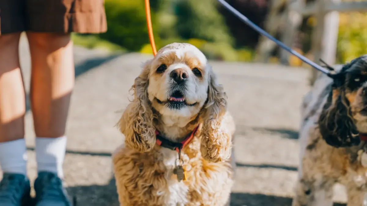 Dog walking with an owner